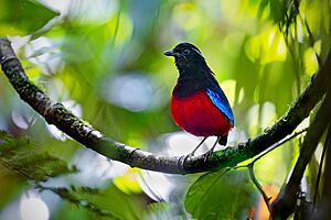 Black-crowned Pitta 0A2A2255.jpg