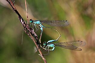 Blue-tailed damselflies (Ischnura elegans) mating, female typica 2
