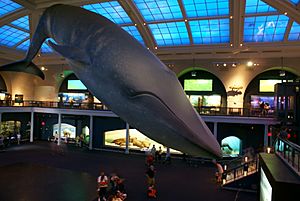 Blue Whale Nat'l Hist Museum
