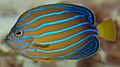 Bluestriped angelfish Chaetodontoplus septentrionalis Side 1883px.jpg