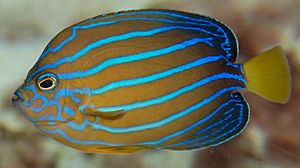 Bluestriped angelfish Chaetodontoplus septentrionalis Side 1883px.jpg