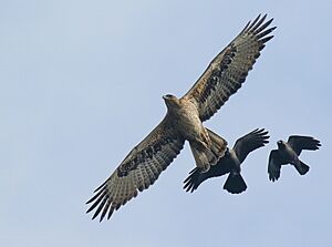 Bonelli's Eagle (Aquila fasciata) (38711946095)