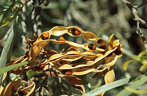 CSIRO ScienceImage 1564 Acacia coriacea Seed Pod