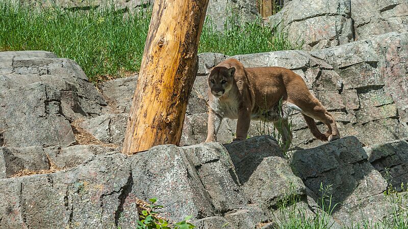 Calgary Zoo (206406087)