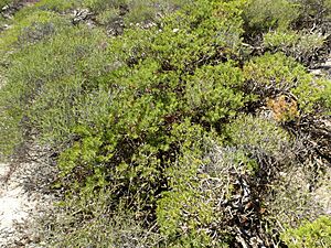 Calothamnus hirsutus (habit)