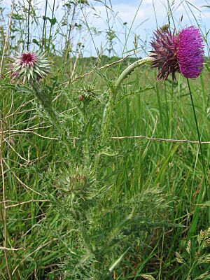 Carduus nutans habitus