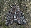 Catocala lacrymosa - Tearful Underwing Moth (14994369300).jpg