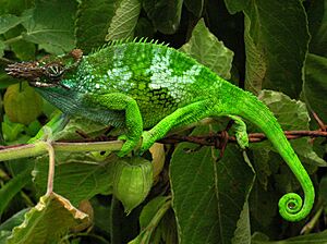 Chameleon - Tanzania - Usambara Mountains.jpg