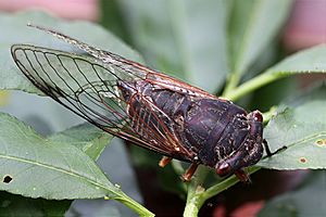 Cicada Black Prince - Psaltoda plaga (6871011140).jpg
