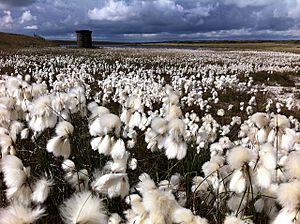 Common cottongrass at Light Hazzles Reservoir
