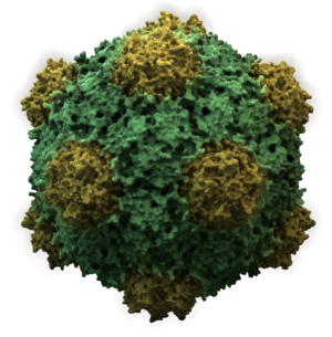 CowpeaMosaicVirus3D