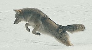 Coyote Pouncing