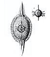 Cromyatractus tetracelyphus