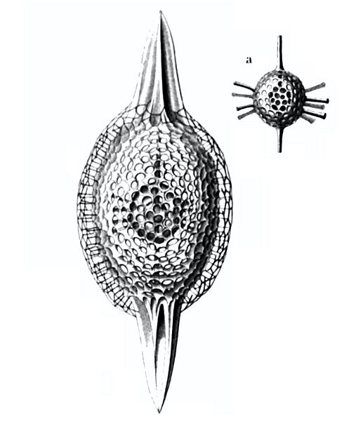 Cromyatractus tetracelyphus