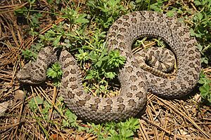 Crotalus pricei pricei