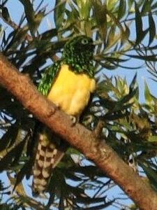 Cuckoo African Emerald2008 01 12 05 55 19 7025
