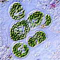 Cyanobacteria guerrero negro