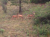 Deer at Cimarron Canyon State Park (NM) Picture 1991