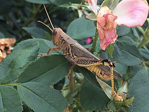 Differential Grasshopper full resolution