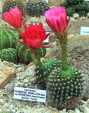 Echinopsis mamillosa Prague 2011 1.jpg