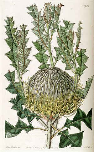 Edwards's Botanical Register Volume 20 Plate 1728 - Banksia speciosa