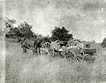 Empire Ranch Arizona Buckboard Supplying Camps Circa1899