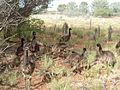 Emu Juvenilles Angas Downs