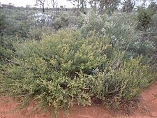 Eremaea pauciflora (habit)