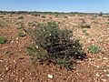 Eremophila spinescens