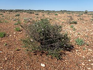 Eremophila spinescens