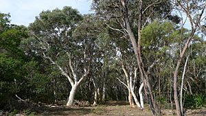 Eucalyptus signata (9622810704)