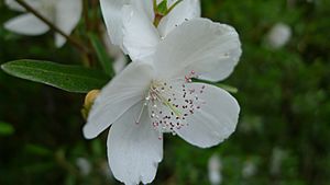 Eucryphia lucida Leatherwood flower.jpg