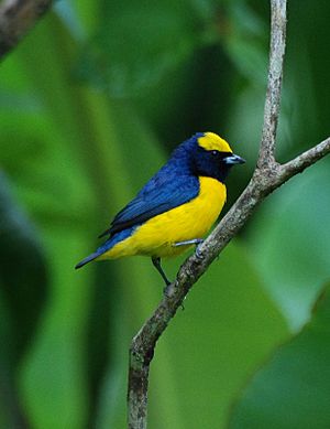 Euphonia luteicapilla.jpg