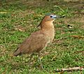 Gorsachius melanolophus
