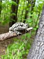 Gray tree frog in arboreal forest habitat, MA