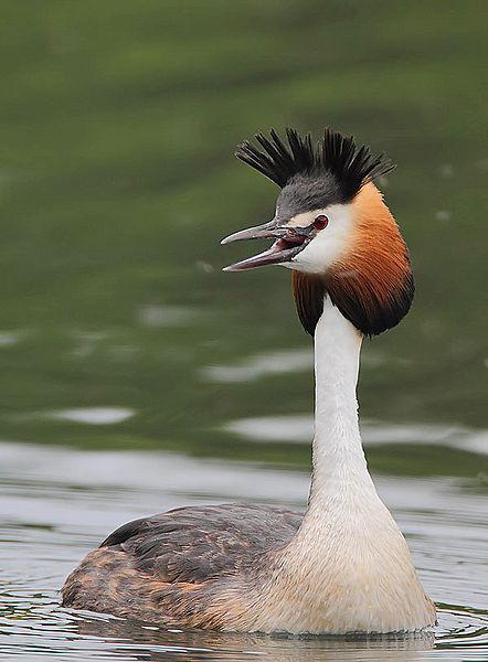 Great Crested Grebe (Podiceps cristatus)