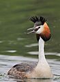 Great Crested Grebe (Podiceps cristatus)