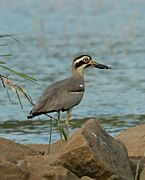 Great thick-knee or great stone-curlew