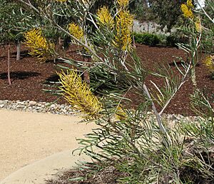 Grevillea 'Sandra Gordon'