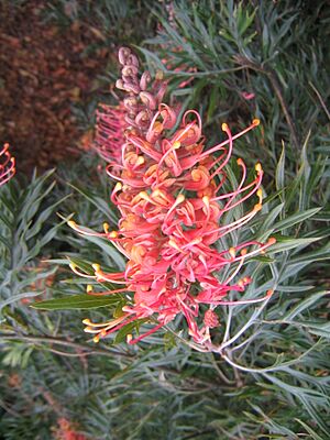 Grevillea banksii superb flower