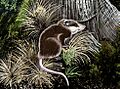 Herpetotherium
