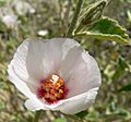 Hibiscus denudatus flower 2