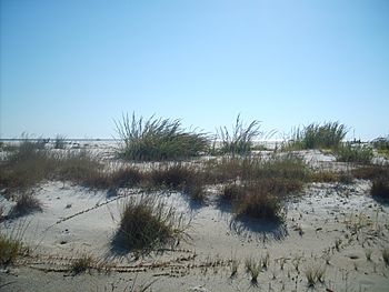 Photograph of a sandy beach