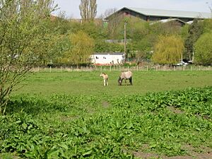 Horse and foal in field near River Stour - geograph.org.uk - 778690