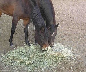 HorsesAndHay