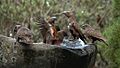 Kaka showdown at the watering hole