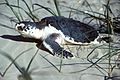 Kemps Ridley Sea Turtle, Texas (5984946972)