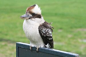 KookaburraKC