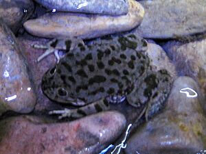 Lake Titicaca Frog 1