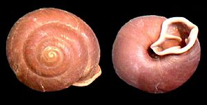 Lampadion plicatus 000a